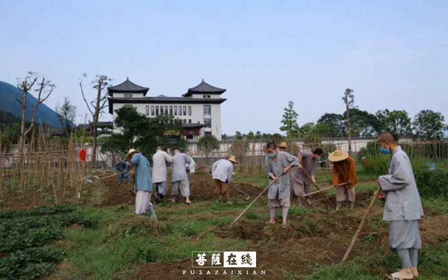 关门闭寺百余天,各大寺院僧众实修生活集锦