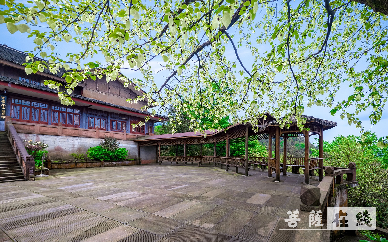 峨眉山春季盛景:息心所里珙桐开 一树奇花鸽翩然