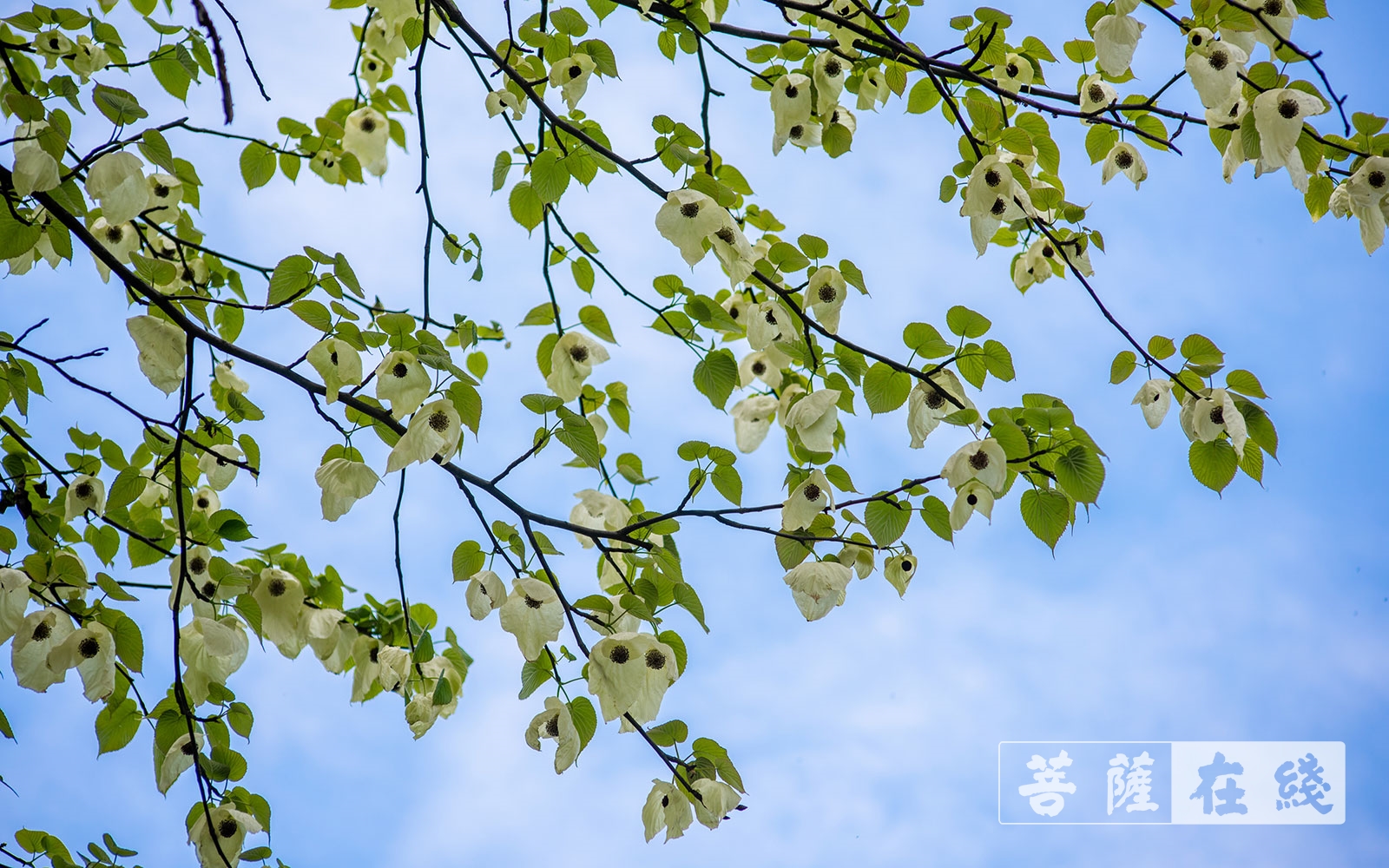 峨眉山春季盛景:息心所里珙桐开 一树奇花鸽翩然