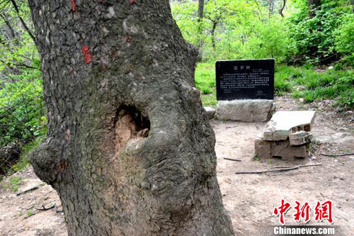 陕西省秦岭现树龄逾千年佛教圣树娑罗树