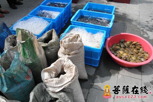 放生生物