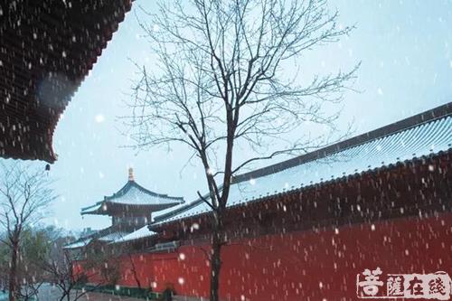 摄影-终盼银装素裹 共赏沪上寺院雪景 摄影-终盼银装素裹 共赏沪上寺院雪景