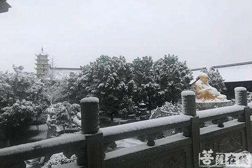 摄影-终盼银装素裹 共赏沪上寺院雪景 摄影-终盼银装素裹 共赏沪上寺院雪景