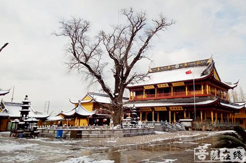 摄影-终盼银装素裹 共赏沪上寺院雪景 摄影-终盼银装素裹 共赏沪上寺院雪景