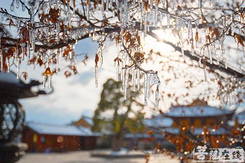 摄影-终盼银装素裹 共赏沪上寺院雪景 摄影-终盼银装素裹 共赏沪上寺院雪景