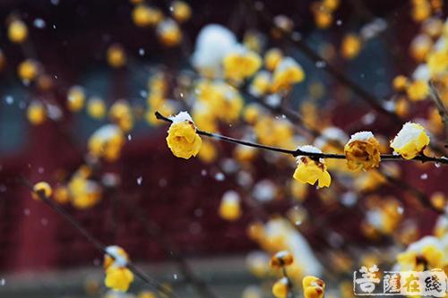 摄影-落雪无声 江苏寺院雪景集锦 摄影-落雪无声 江苏寺院雪景集锦