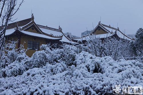 摄影-终盼银装素裹 共赏沪上寺院雪景 摄影-终盼银装素裹 共赏沪上寺院雪景