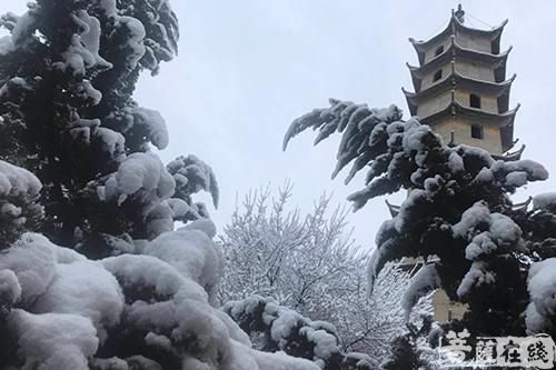 摄影-终盼银装素裹 共赏沪上寺院雪景 摄影-终盼银装素裹 共赏沪上寺院雪景
