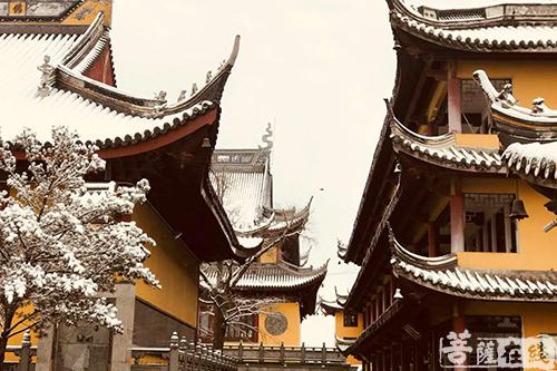 摄影-终盼银装素裹 共赏沪上寺院雪景 摄影-终盼银装素裹 共赏沪上寺院雪景