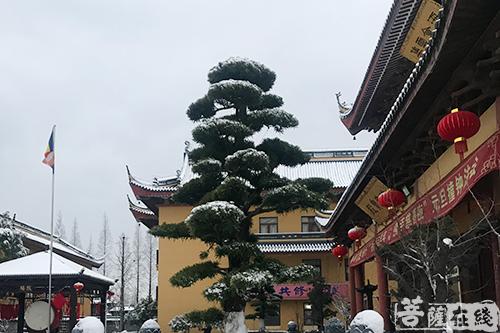 摄影-终盼银装素裹 共赏沪上寺院雪景 摄影-终盼银装素裹 共赏沪上寺院雪景