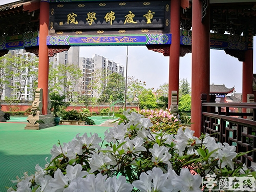 重庆佛学院居士大专班开展主题学修活动