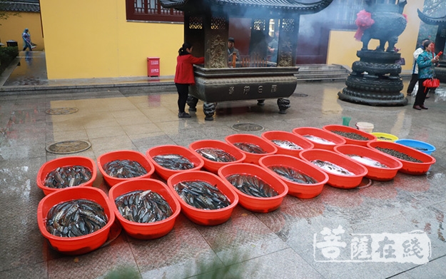 文化-上海福田净寺举行观音菩萨诞辰系列法会