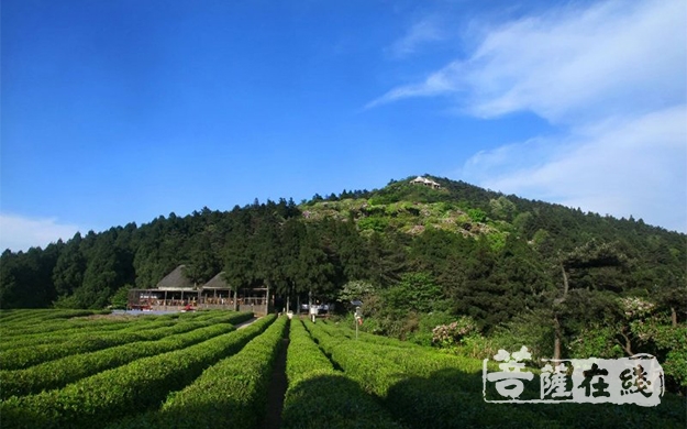 天台山-永福 · 天台山华顶茶园启动开采仪式