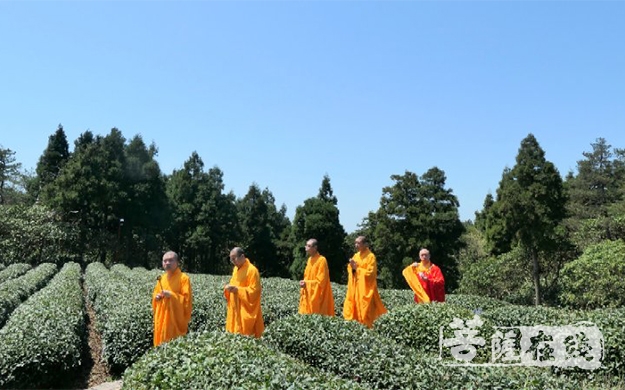 天台山-永福 · 天台山华顶茶园启动开采仪式