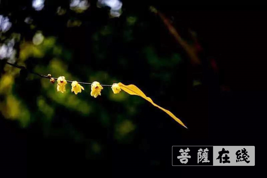 佛教-正慈法师“湖北加油”日记：希望的曙光给生命注入动能