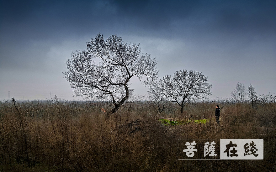 动物-智文法师：庚子之殇