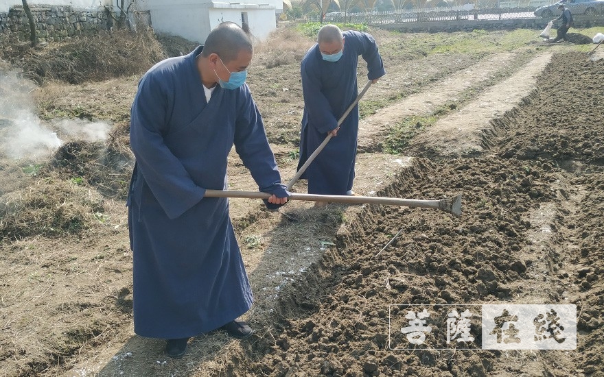 上虞-农禅并重｜上虞通泽寺绿色基地春耕“播种”忙