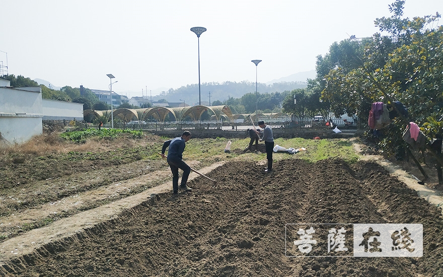 上虞-农禅并重｜上虞通泽寺绿色基地春耕“播种”忙