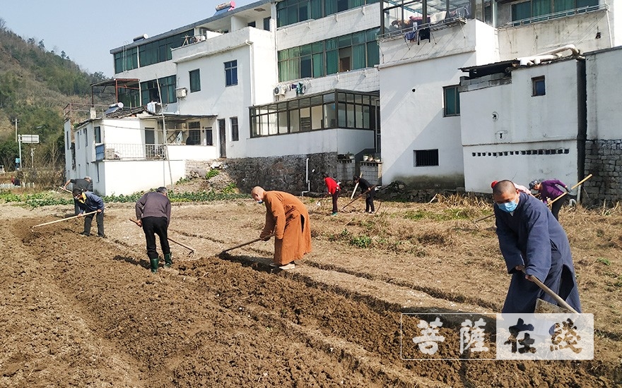 上虞-农禅并重｜上虞通泽寺绿色基地春耕“播种”忙