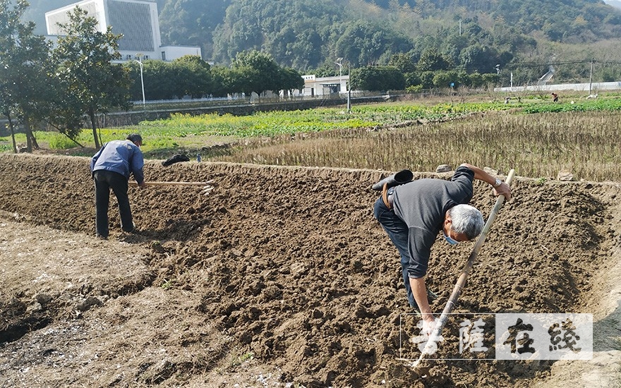 上虞-农禅并重｜上虞通泽寺绿色基地春耕“播种”忙