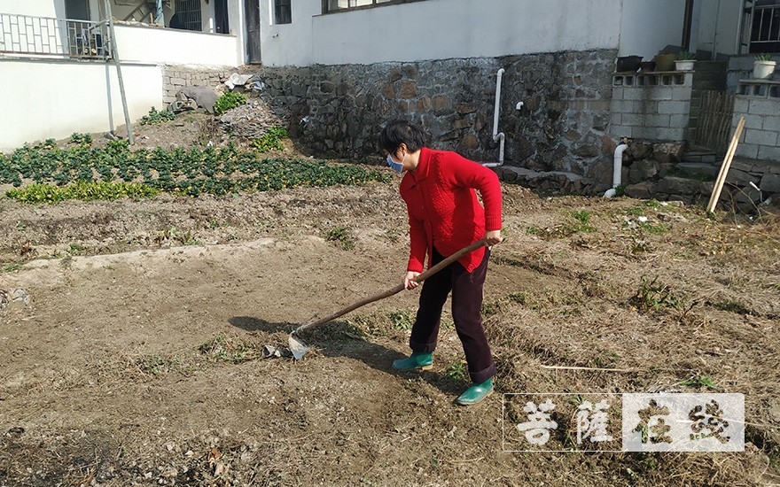 上虞-农禅并重｜上虞通泽寺绿色基地春耕“播种”忙