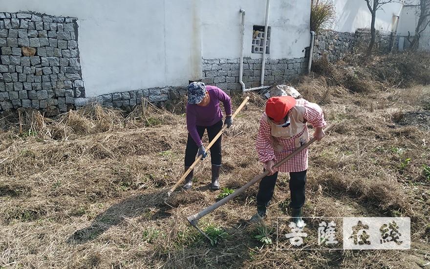 上虞-农禅并重｜上虞通泽寺绿色基地春耕“播种”忙