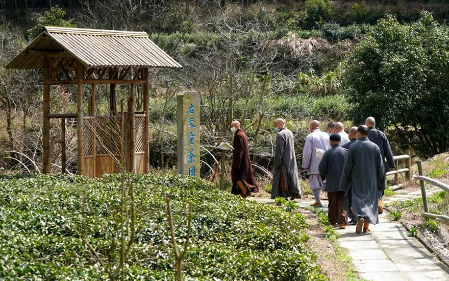 天童禅寺方丈诚信大和尚检查古天童修复进展等工作