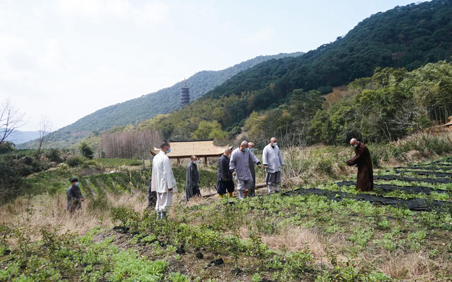 天童禅寺方丈诚信大和尚检查古天童修复进展等工作