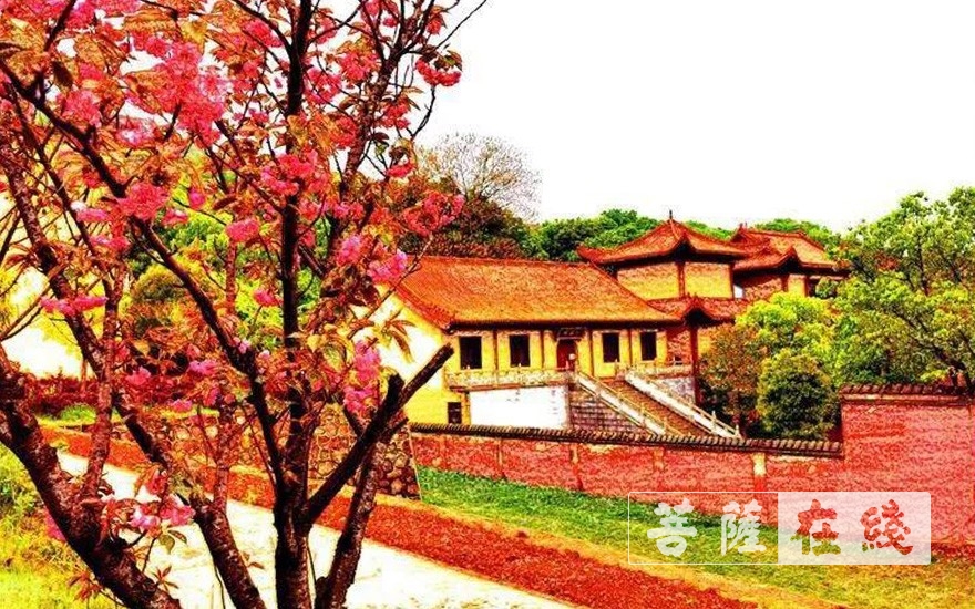 樱花-怀梵法师：圣安寺樱花，明年会再开