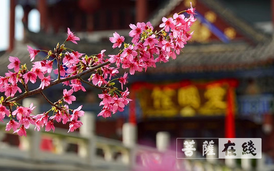 佛教-广东东华禅寺向韩国佛教曹溪宗捐赠10万只KN95医用口罩