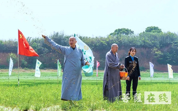 东林寺-庐山东林寺尝试为鄱阳湖周边白鹤种植“粮库”