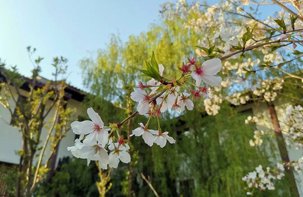 佛教-在湖北，想念寺院的这些日子，我们一起“云赏”春景