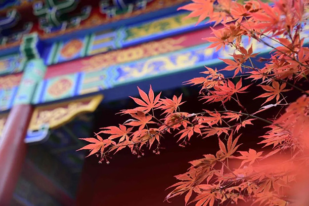 佛教-在湖北，想念寺院的这些日子，我们一起“云赏”春景