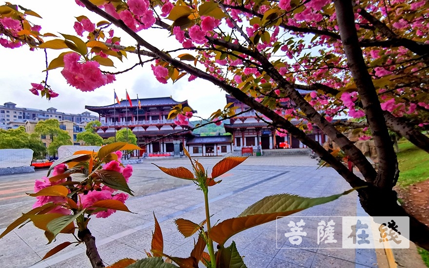 岳阳-岳阳圣安寺全体僧众进行新冠肺炎核酸检测