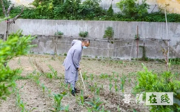 佛教-传承农禅家风 湖北各寺不负农时春耕忙