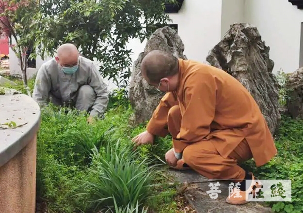 佛教-传承农禅家风 湖北各寺不负农时春耕忙