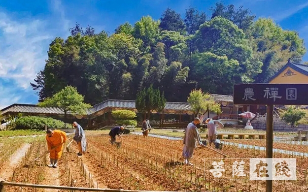 佛教-传承农禅家风 湖北各寺不负农时春耕忙