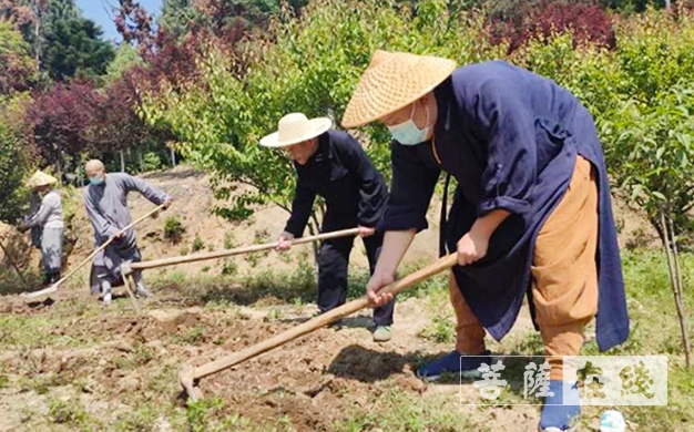 佛教-传承农禅家风 湖北各寺不负农时春耕忙