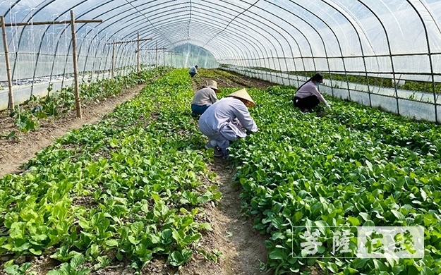 佛教-传承农禅家风 湖北各寺不负农时春耕忙
