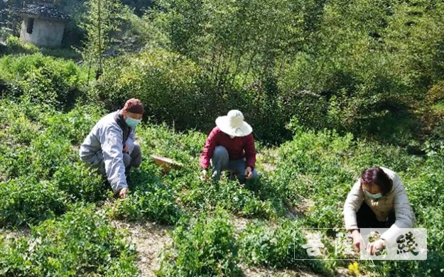 佛教-传承农禅家风 湖北各寺不负农时春耕忙