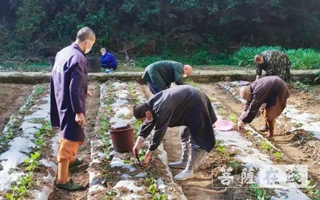 佛教-传承农禅家风 湖北各寺不负农时春耕忙