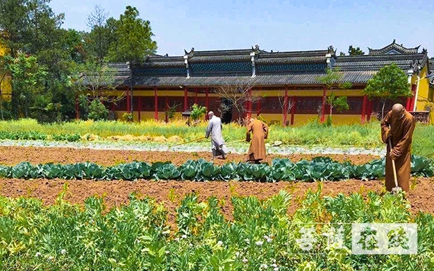 佛教-传承农禅家风 湖北各寺不负农时春耕忙