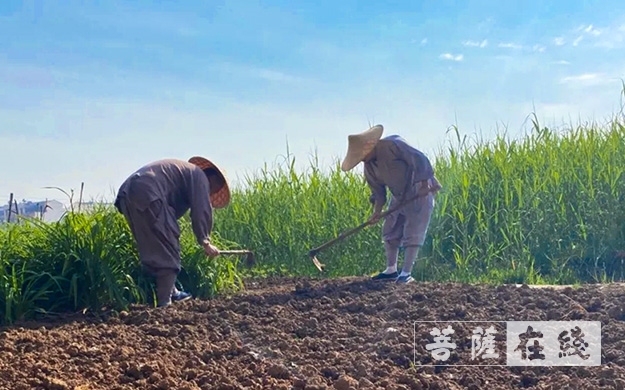 佛教-传承农禅家风 湖北各寺不负农时春耕忙