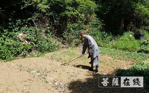 佛教-传承农禅家风 湖北各寺不负农时春耕忙