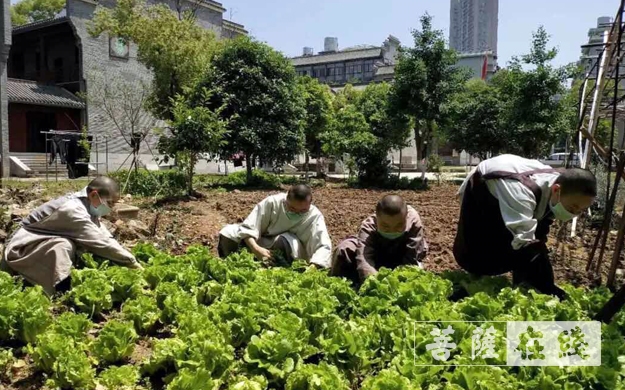 佛教-传承农禅家风 湖北各寺不负农时春耕忙