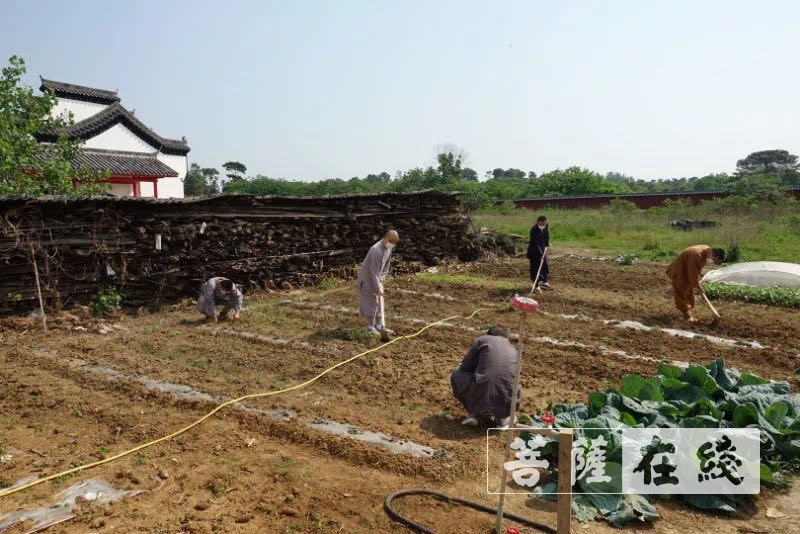 佛教-传承农禅家风 湖北各寺不负农时春耕忙