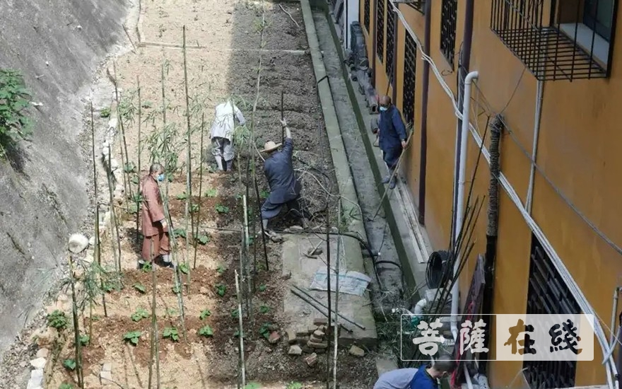 佛教-抢抓农时,自力更生,湖北各寺掀起春耕生产热潮 佛教-抢抓农时,自力更生,湖北各寺掀起春耕生产热潮