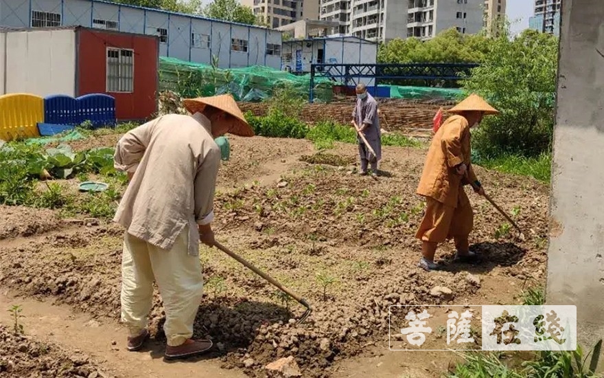 佛教-抢抓农时,自力更生,湖北各寺掀起春耕生产热潮 佛教-抢抓农时,自力更生,湖北各寺掀起春耕生产热潮
