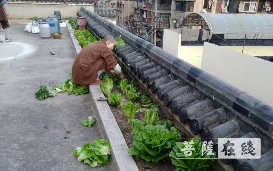 佛教-抢抓农时,自力更生,湖北各寺掀起春耕生产热潮 佛教-抢抓农时,自力更生,湖北各寺掀起春耕生产热潮