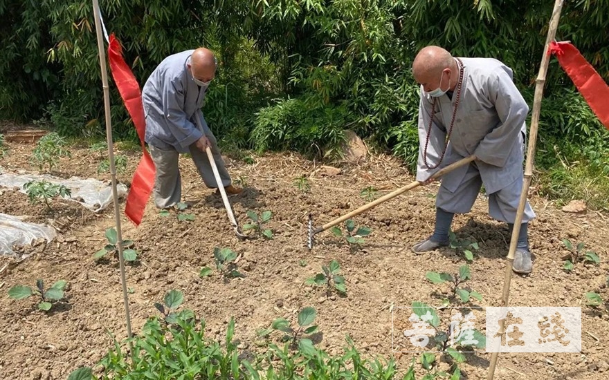 佛教-抢抓农时,自力更生,湖北各寺掀起春耕生产热潮 佛教-抢抓农时,自力更生,湖北各寺掀起春耕生产热潮